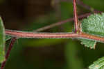 Dwarf hawthorn